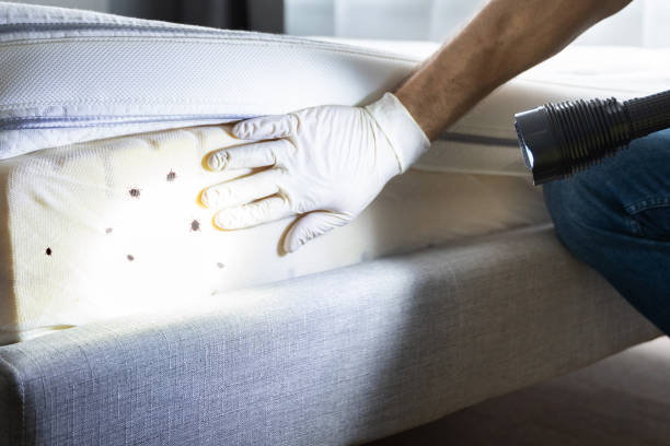 Best Termite Control Services  in Renton, WA