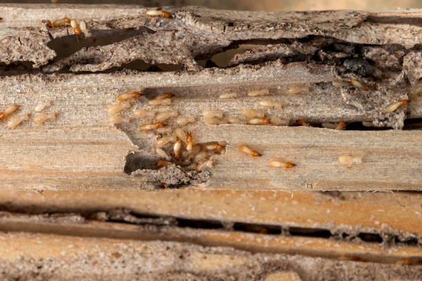 Trusted Renton, WA Pest Control Experts