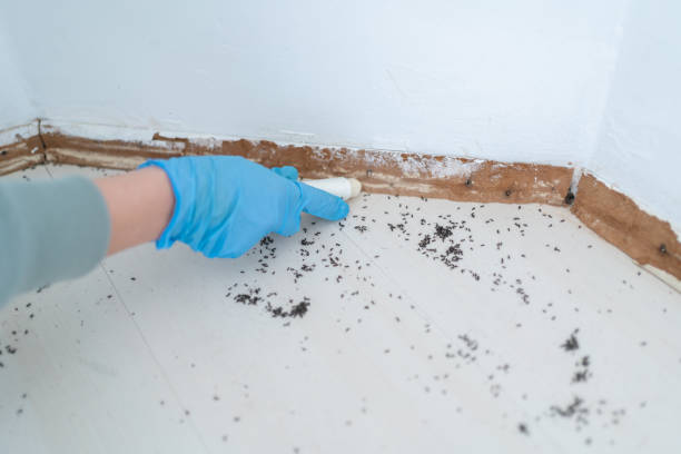 Best Pest Control for Homes  in Renton, WA