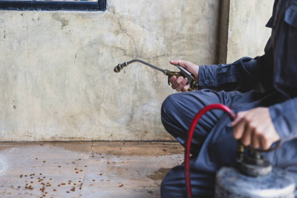 Best Rat Extermination Near Me  in Renton, WA
