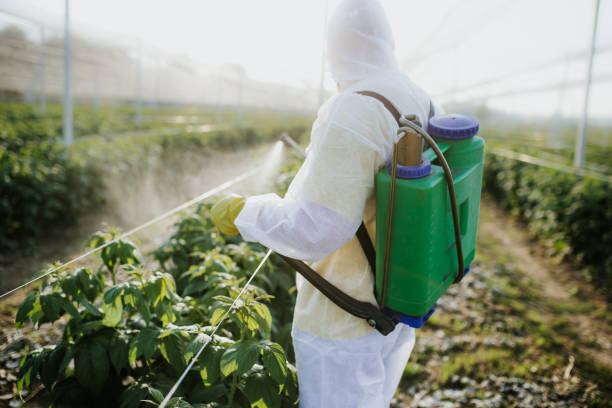 Best Affordable Pest Control Services  in Renton, WA